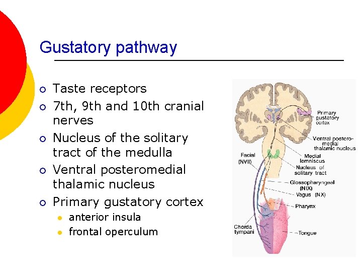 Gustatory pathway ¡ ¡ ¡ Taste receptors 7 th, 9 th and 10 th