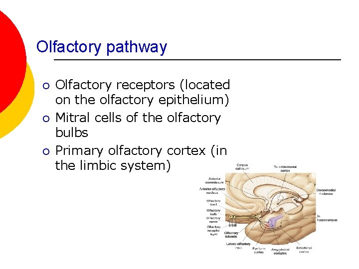 Olfactory pathway ¡ ¡ ¡ Olfactory receptors (located on the olfactory epithelium) Mitral cells