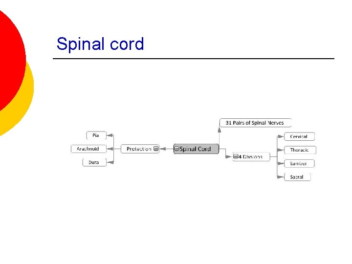 Spinal cord 