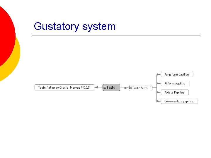 Gustatory system 