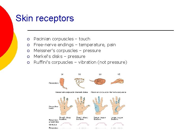 Skin receptors ¡ ¡ ¡ Pacinian corpuscles – touch Free-nerve endings – temperature, pain