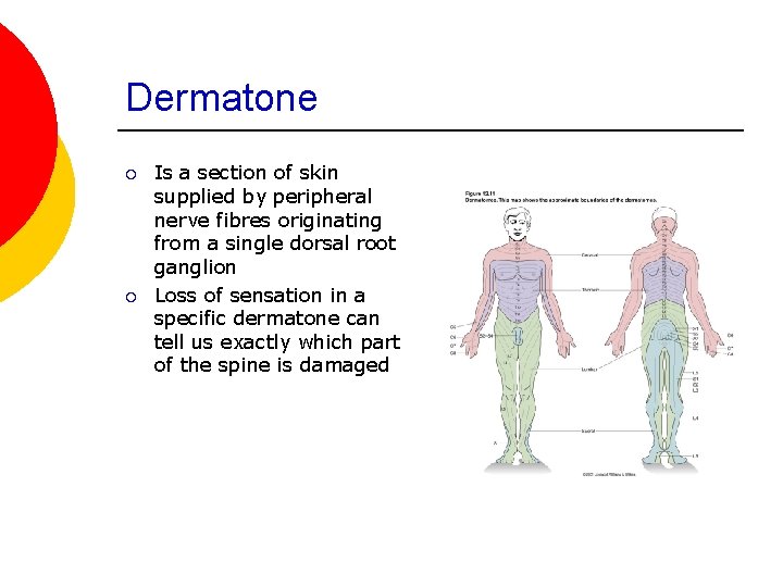 Dermatone ¡ ¡ Is a section of skin supplied by peripheral nerve fibres originating