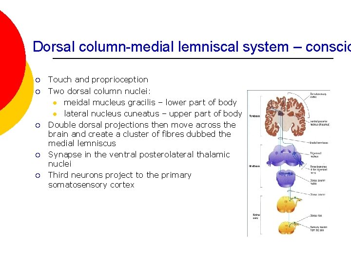 Dorsal column-medial lemniscal system – conscio ¡ ¡ ¡ Touch and proprioception Two dorsal