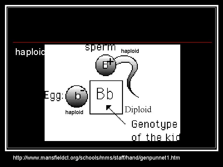 haploid + haploid Diploid http: //www. mansfieldct. org/schools/mms/staff/hand/genpunnet 1. htm 