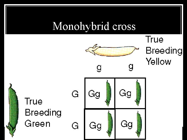 Monohybrid cross 