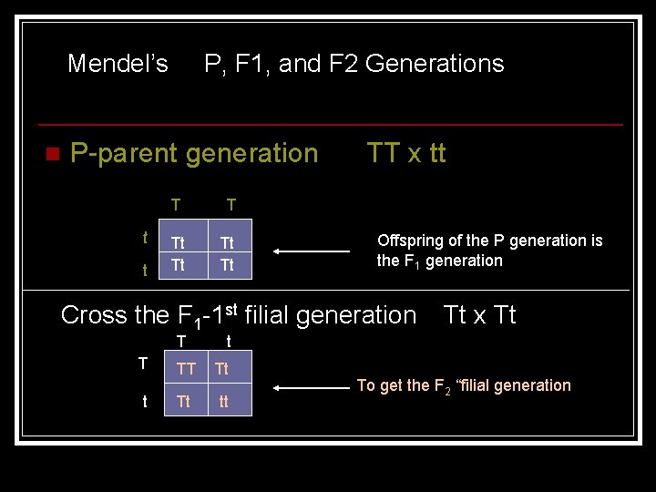 Mendel’s n P, F 1, and F 2 Generations P-parent generation t t T