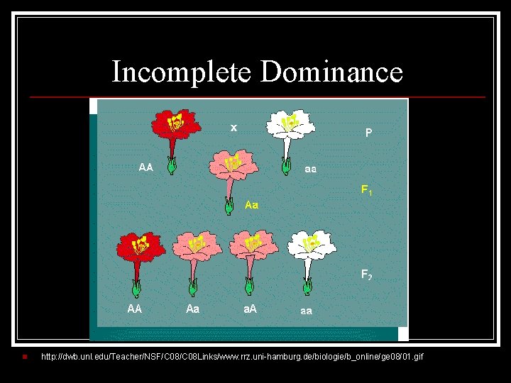 Incomplete Dominance n http: //dwb. unl. edu/Teacher/NSF/C 08 Links/www. rrz. uni-hamburg. de/biologie/b_online/ge 08/01. gif