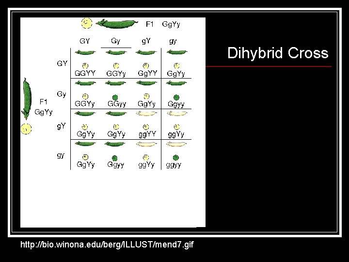 Dihybrid Cross http: //bio. winona. edu/berg/ILLUST/mend 7. gif 