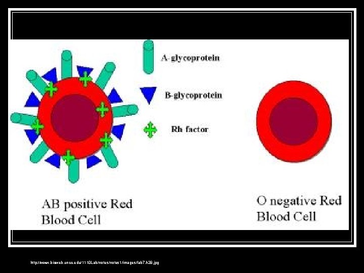 http: //www. bioweb. uncc. edu/1110 Lab/notes 1/images/lab 7. h 28. jpg 