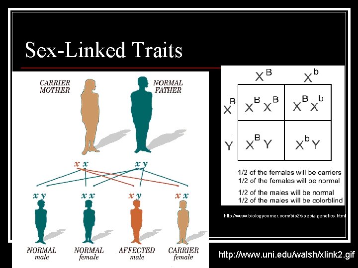 Sex-Linked Traits http: //www. biologycorner. com/bio 2/specialgenetics. html http: //www. uni. edu/walsh/xlink 2. gif