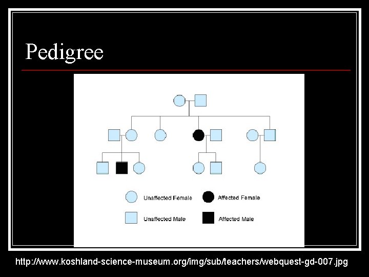 Pedigree http: //www. koshland-science-museum. org/img/sub/teachers/webquest-gd-007. jpg 