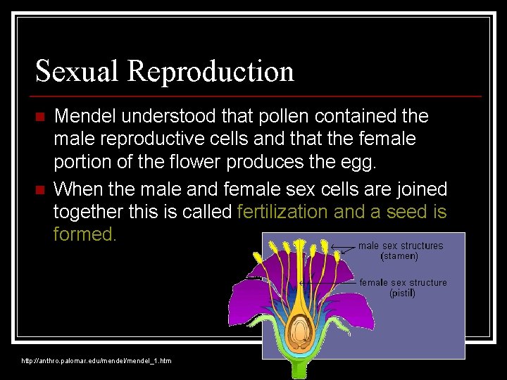 Sexual Reproduction n n Mendel understood that pollen contained the male reproductive cells and