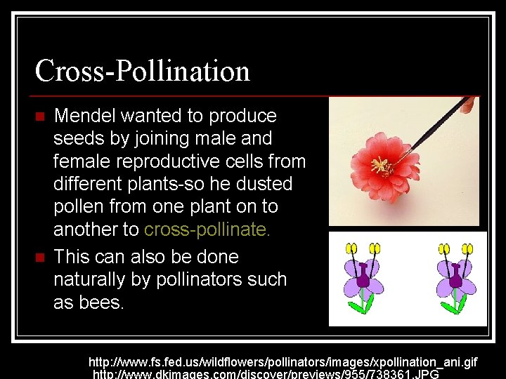 Cross-Pollination n n Mendel wanted to produce seeds by joining male and female reproductive