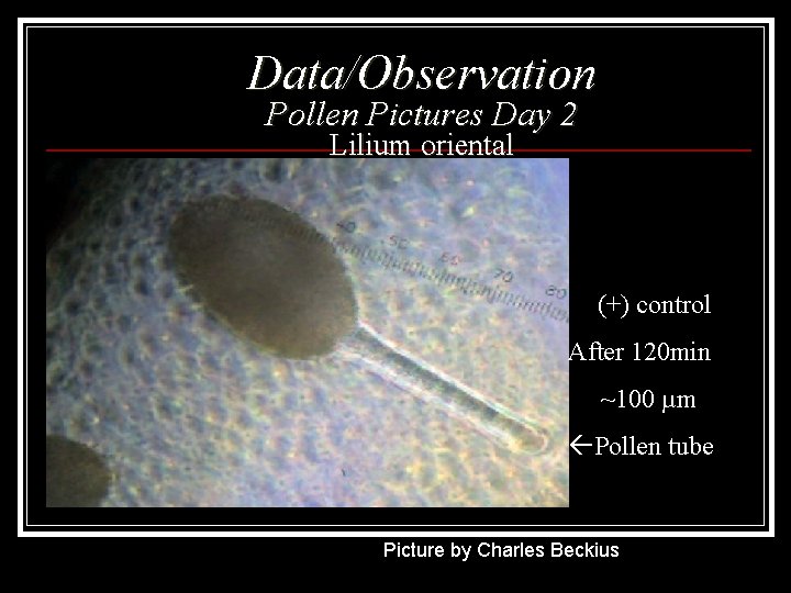 Data/Observation Pollen Pictures Day 2 Lilium oriental (+) control After 120 min ~100 µm