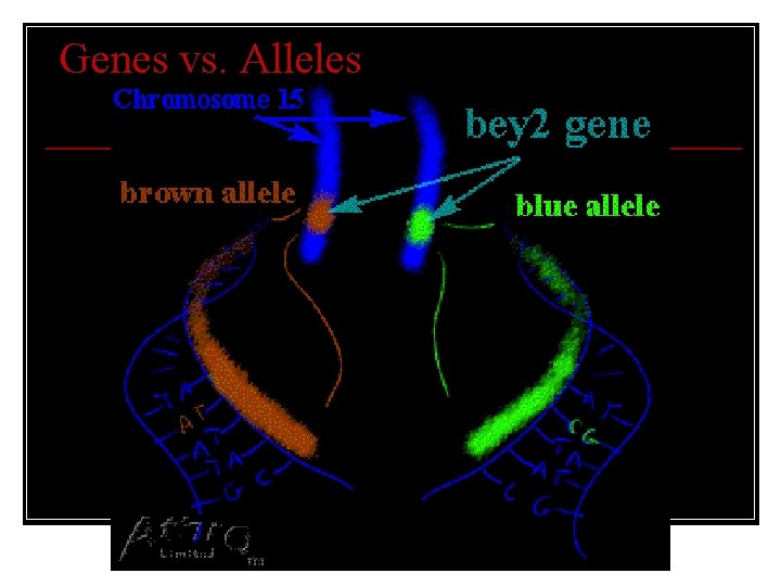 Genes vs. Alleles 