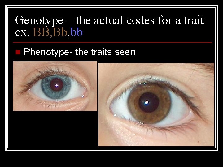 Genotype – the actual codes for a trait ex. BB, Bb, bb n Phenotype-