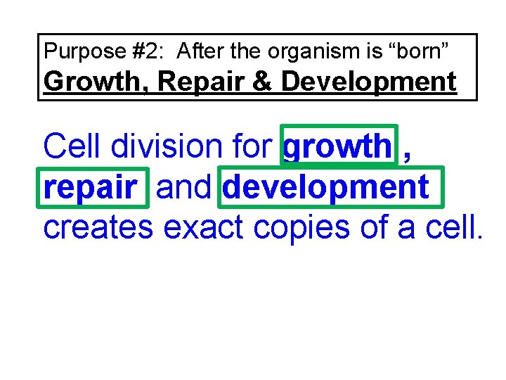 Purpose #2: After the organism is “born” Growth, Repair & Development Cell division for