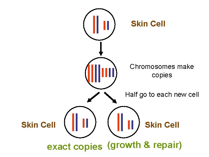 Skin Cell Chromosomes make copies Half go to each new cell Skin Cell exact