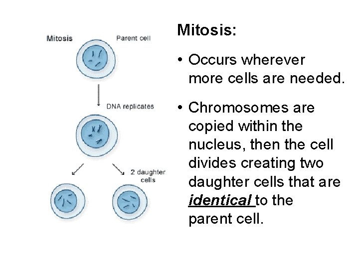 Mitosis: • Occurs wherever more cells are needed. • Chromosomes are copied within the