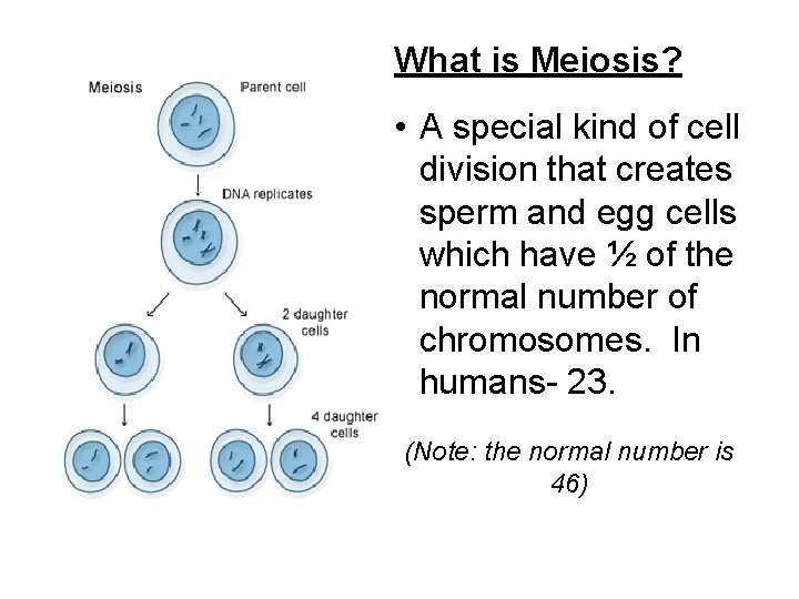 What is Meiosis? • A special kind of cell division that creates sperm and
