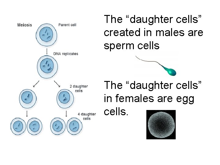 The “daughter cells” created in males are sperm cells The “daughter cells” in females