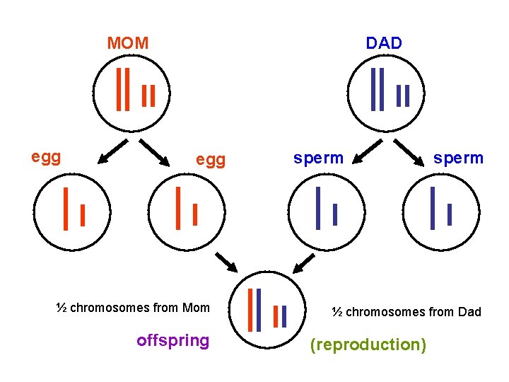 MOM egg DAD egg ½ chromosomes from Mom offspring sperm ½ chromosomes from Dad