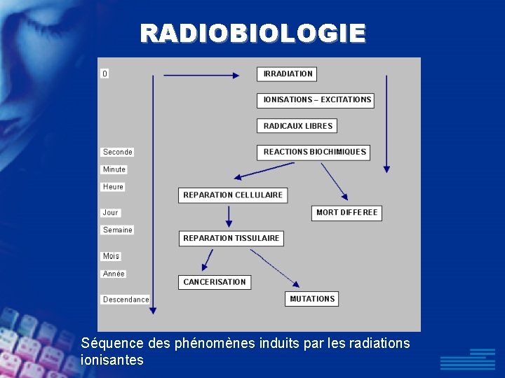 RADIOBIOLOGIE Séquence des phénomènes induits par les radiations ionisantes 