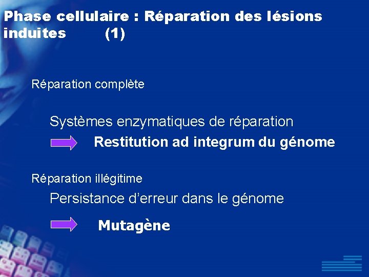 Phase cellulaire : Réparation des lésions induites (1) Réparation complète Systèmes enzymatiques de réparation