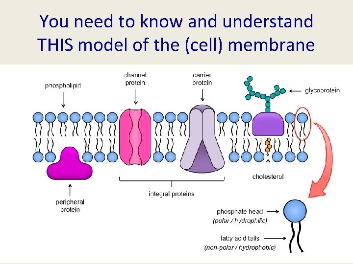 You need to know and understand THIS model of the (cell) membrane 