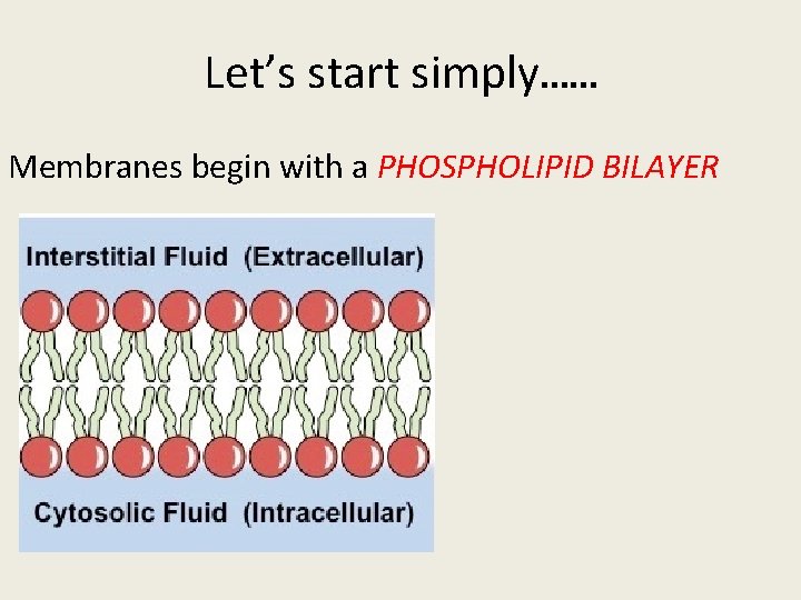 Let’s start simply…… Membranes begin with a PHOSPHOLIPID BILAYER 