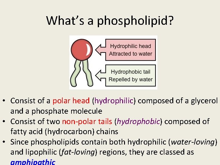 What’s a phospholipid? • Consist of a polar head (hydrophilic) composed of a glycerol