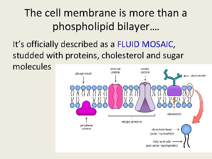 The cell membrane is more than a phospholipid bilayer…. It’s officially described as a