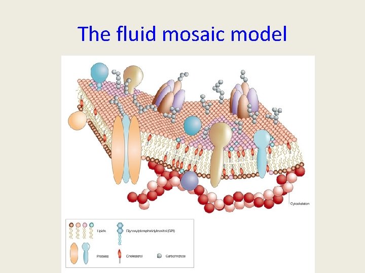 The fluid mosaic model 