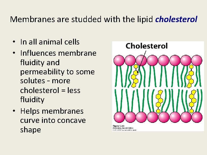 Membranes are studded with the lipid cholesterol • In all animal cells • Influences