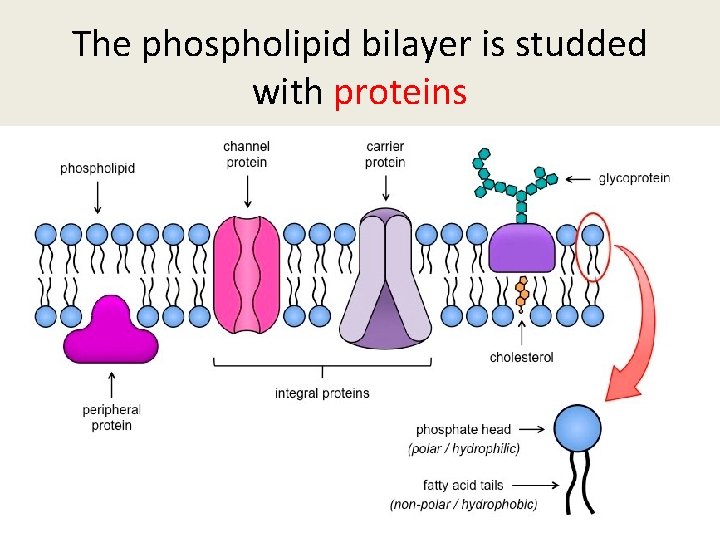 The phospholipid bilayer is studded with proteins 
