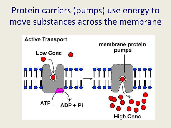 Protein carriers (pumps) use energy to move substances across the membrane 