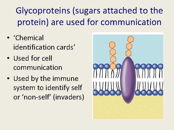 Glycoproteins (sugars attached to the protein) are used for communication • ‘Chemical identification cards’