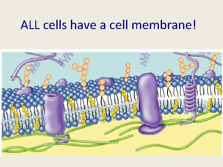 ALL cells have a cell membrane! 