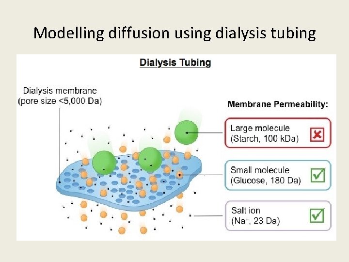 Modelling diffusion using dialysis tubing 