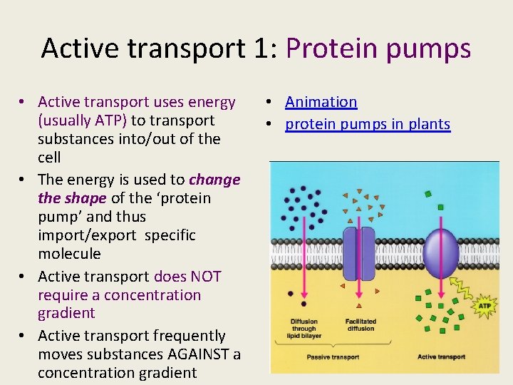 Active transport 1: Protein pumps • Active transport uses energy (usually ATP) to transport