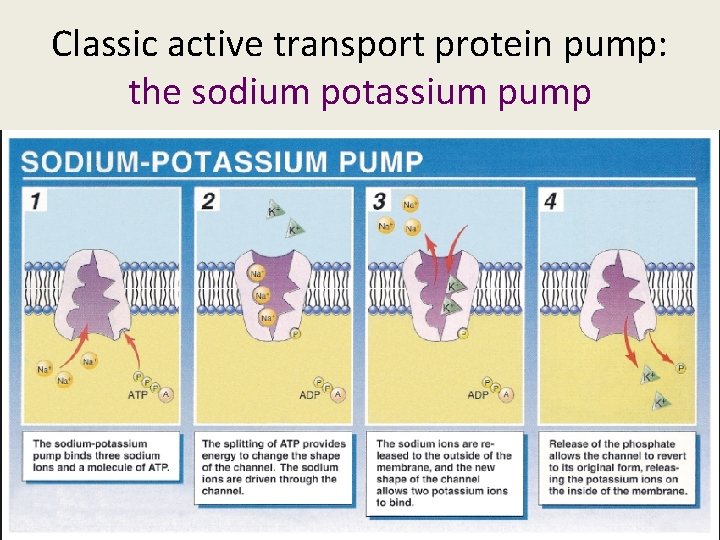 Classic active transport protein pump: the sodium potassium pump 