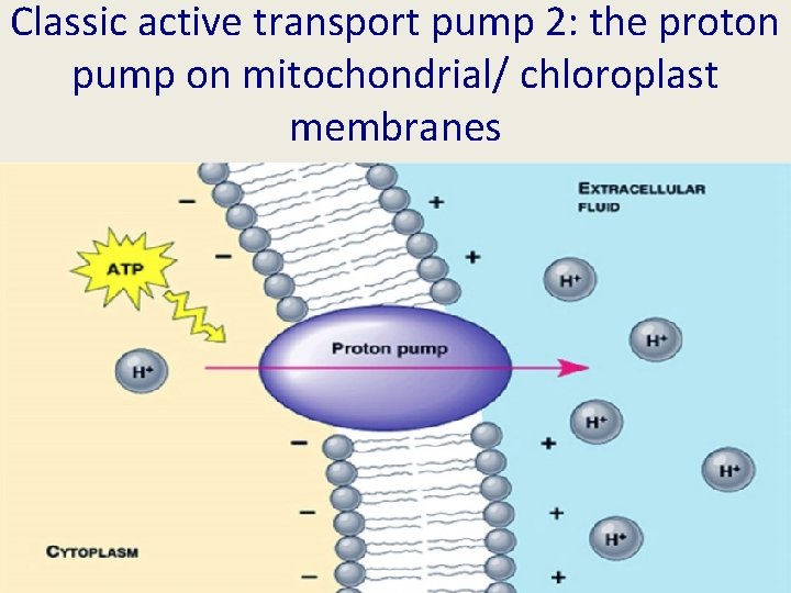 Classic active transport pump 2: the proton pump on mitochondrial/ chloroplast membranes 