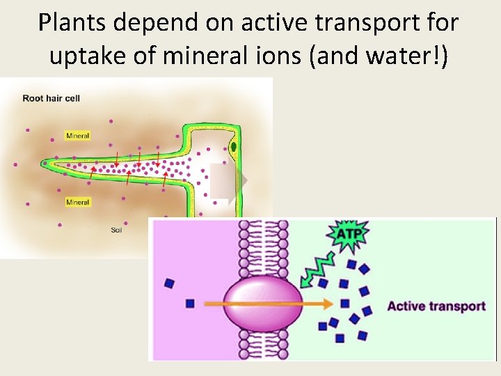 Plants depend on active transport for uptake of mineral ions (and water!) 