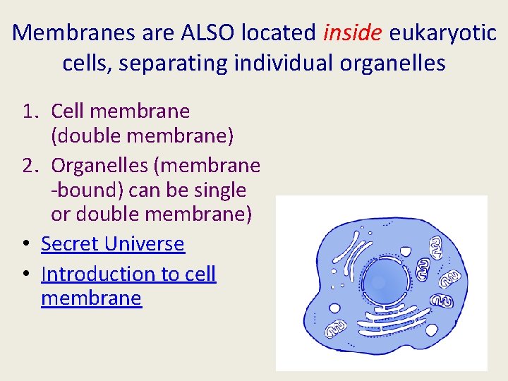 Membranes are ALSO located inside eukaryotic cells, separating individual organelles 1. Cell membrane (double