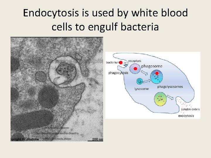 Endocytosis is used by white blood cells to engulf bacteria 