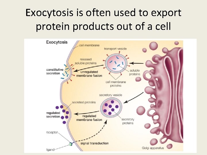 Exocytosis is often used to export protein products out of a cell 