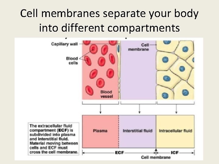 Cell membranes separate your body into different compartments 