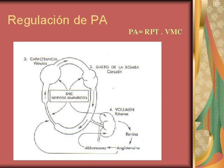 Regulación de PA PA= RPT. VMC 