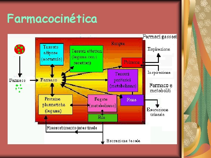 Farmacocinética 