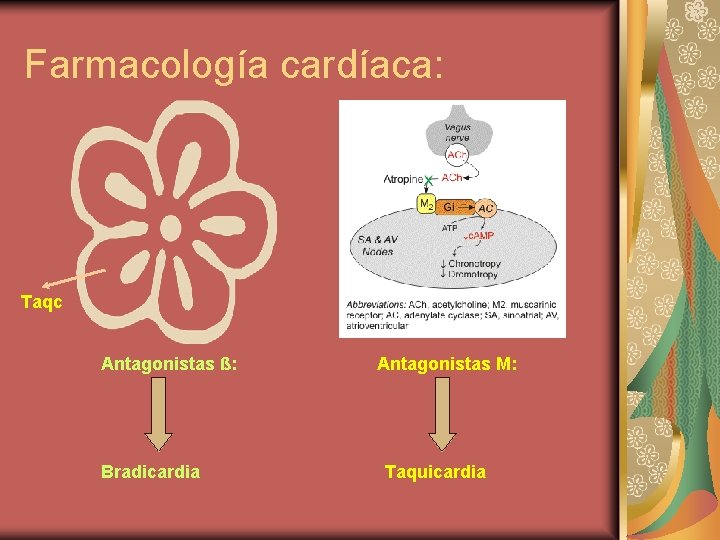 Farmacología cardíaca: Taqc Antagonistas ß: Bradicardia Antagonistas M: Taquicardia 